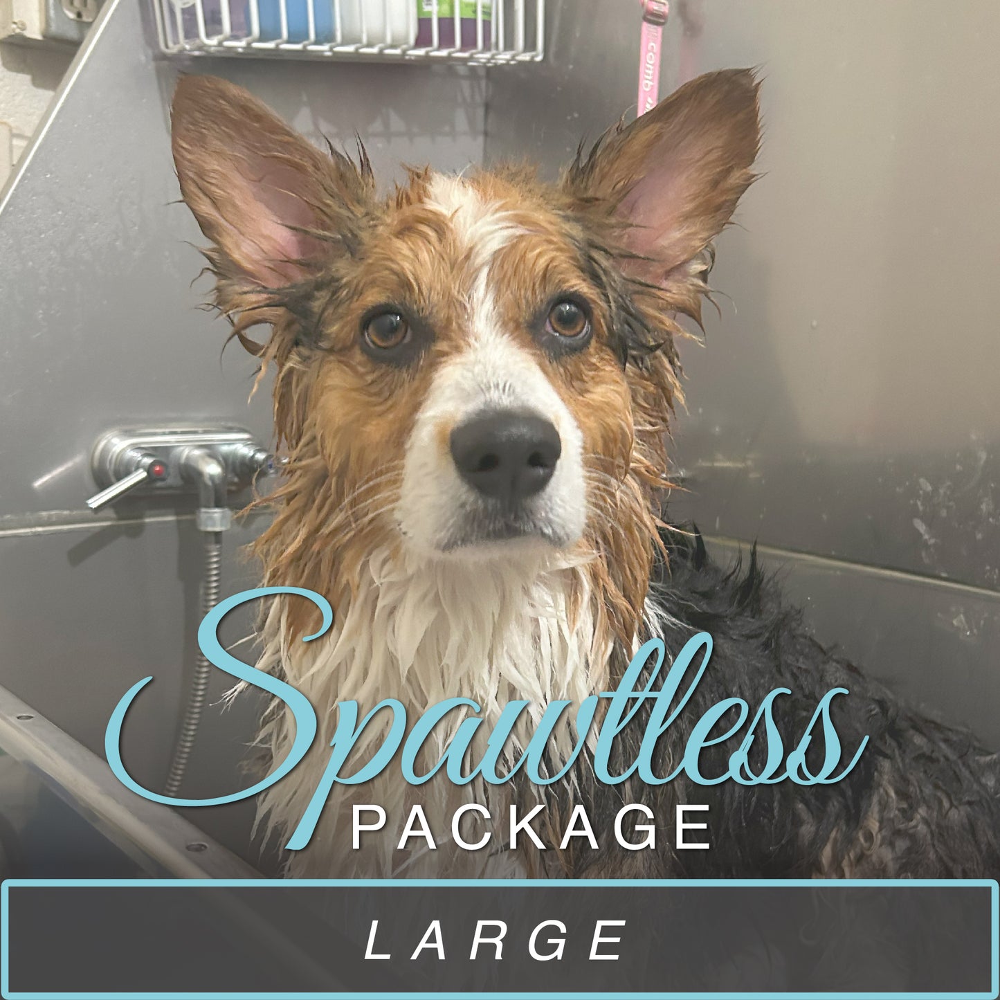 (Large) Bath & Blowout Package