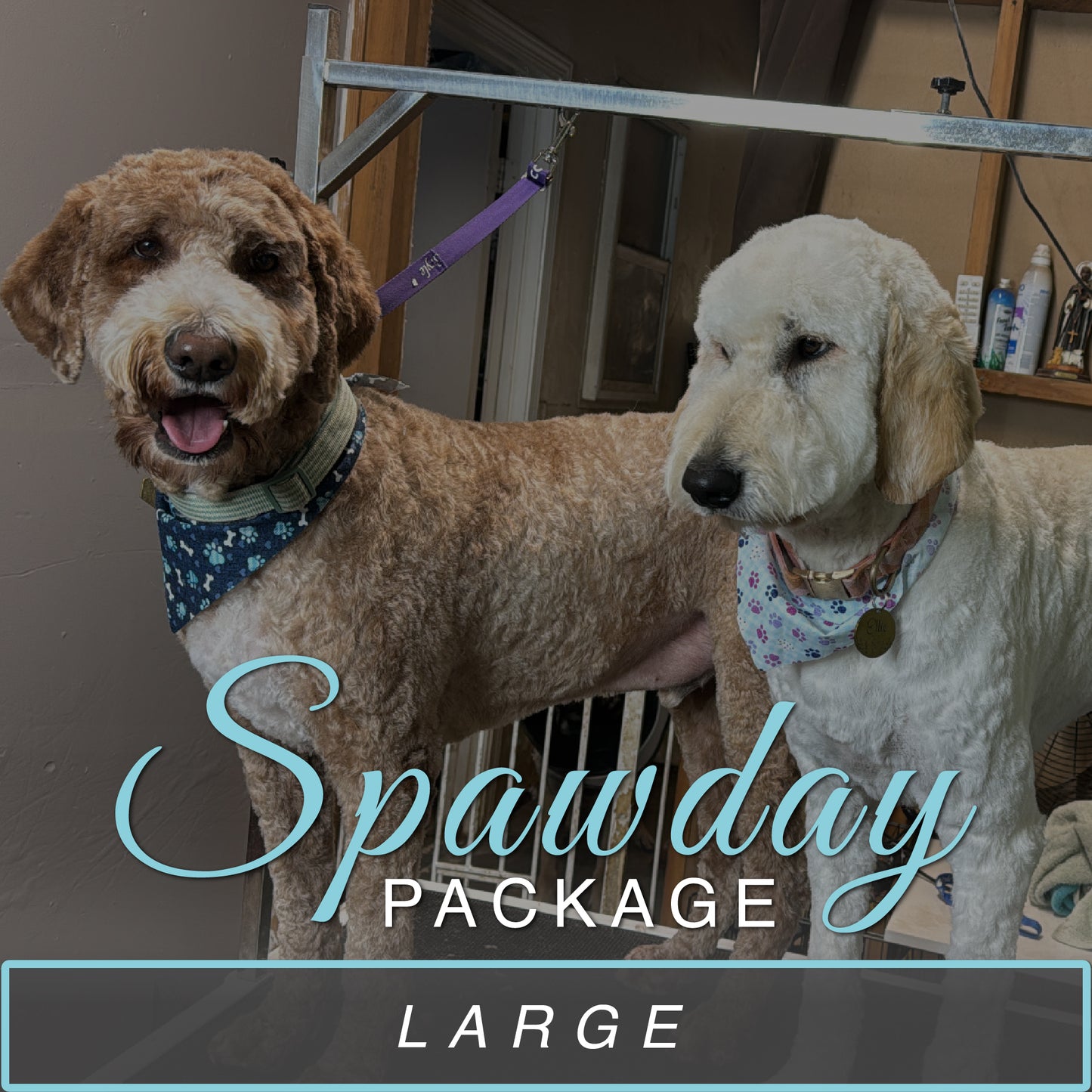 (Large) Bath & Haircut Package