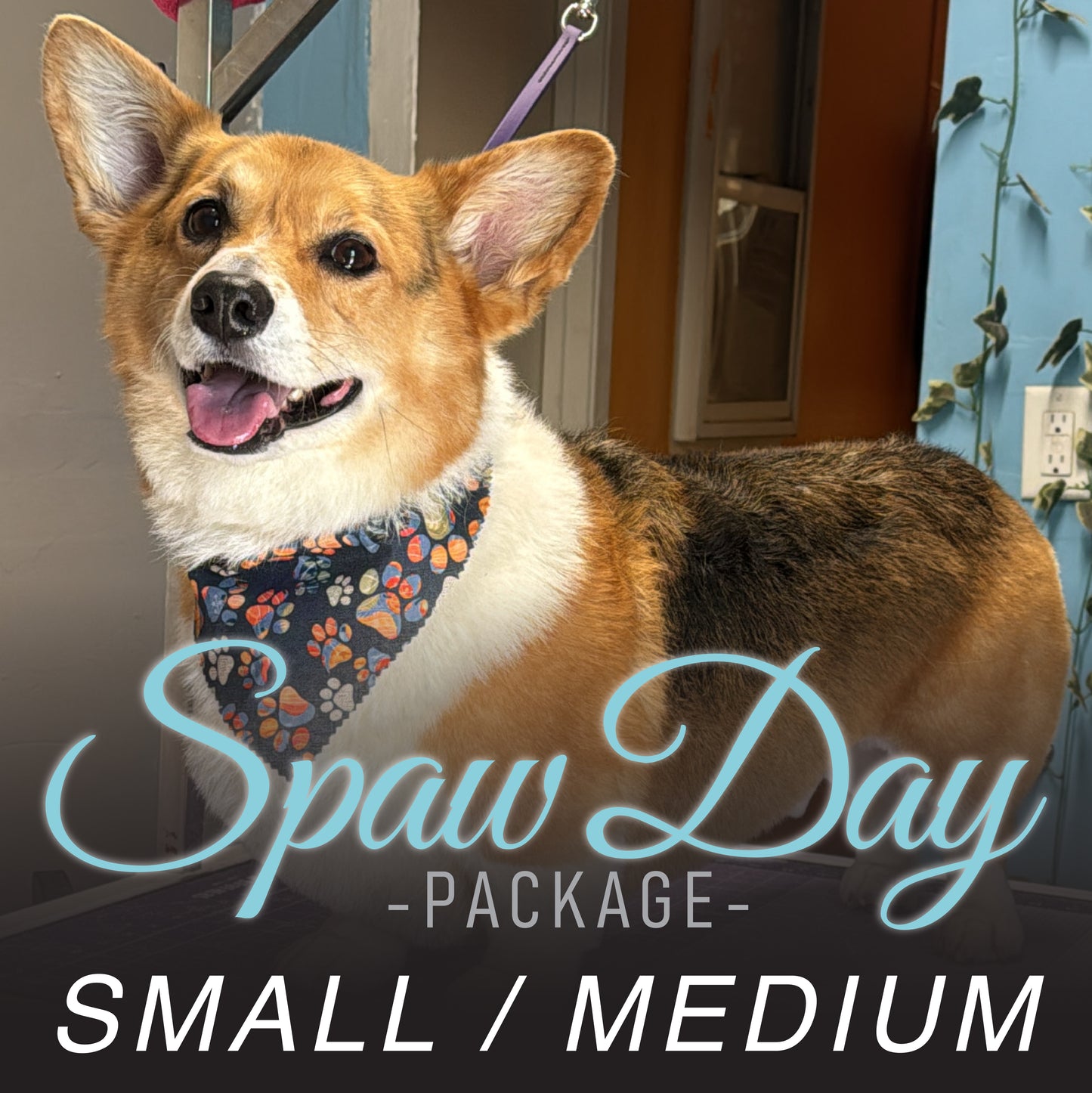 (Small/Medium) Bath & Haircut Package