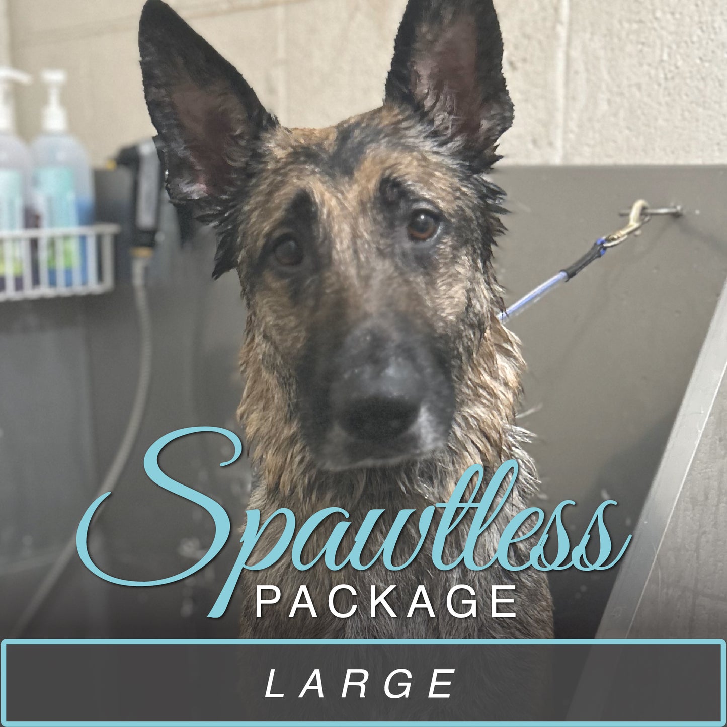 (Large) Bath & Blowout Package