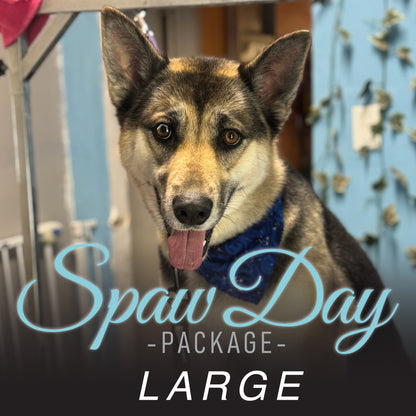 (Large) Bath & Haircut Package