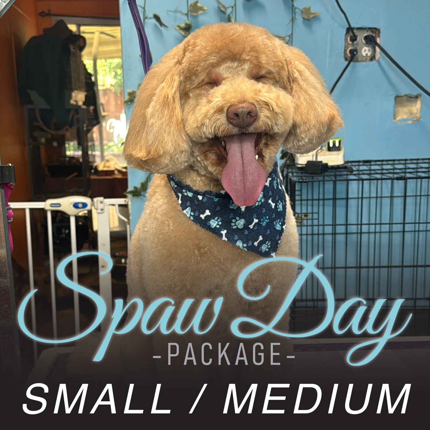 (Small/Medium) Bath & Haircut Package