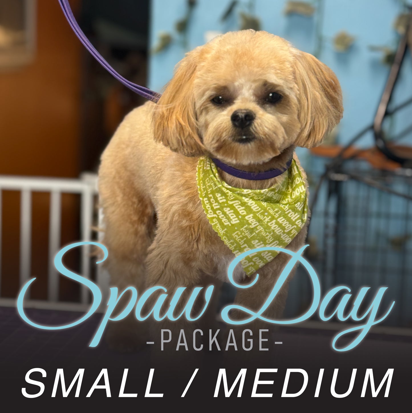 (Small/Medium) Bath & Haircut Package