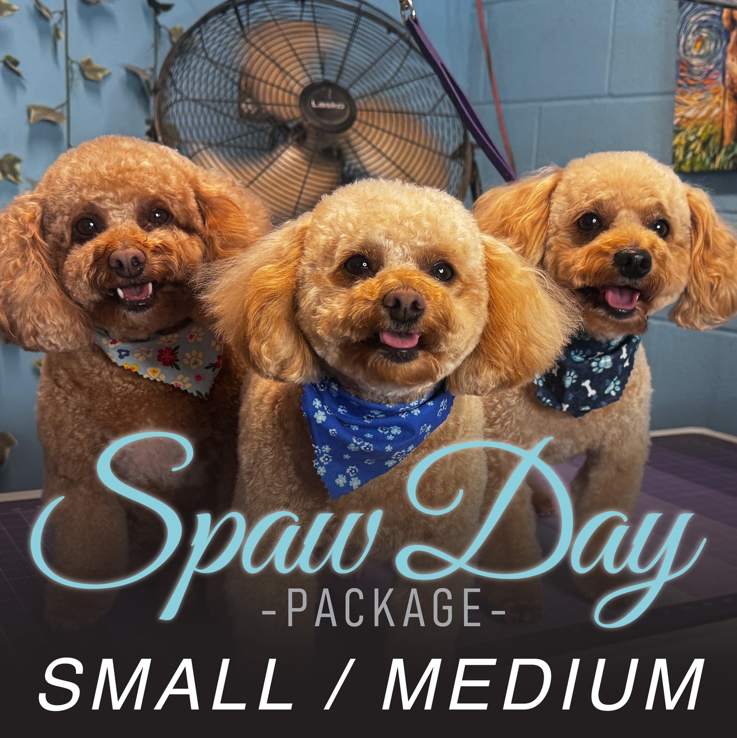 (Small/Medium) Bath & Haircut Package