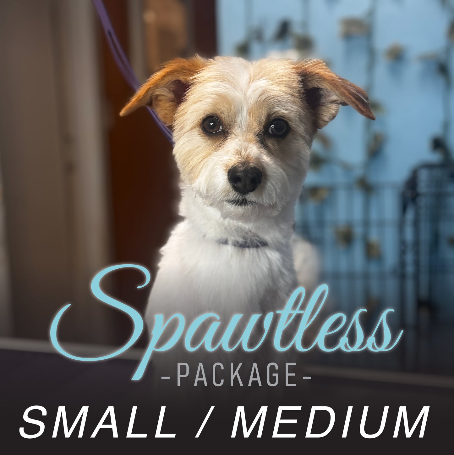 (Small/Medium) Bath & Blowout Package